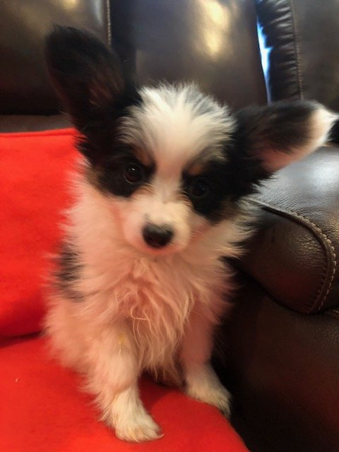 Papillon puppy