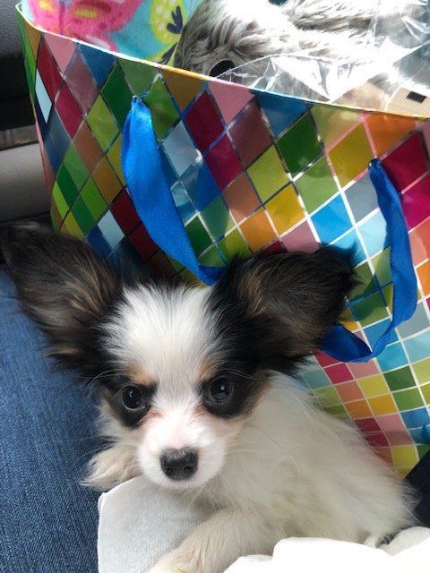 Papillon puppy