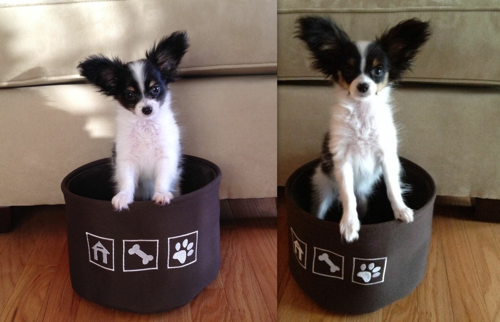 Papillon puppy