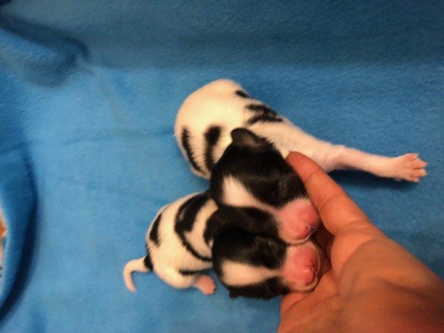 Papillon puppies
