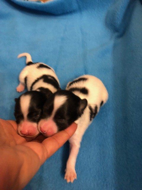 Hand holding two black and white spotted newborn puppies on a blue blanket.