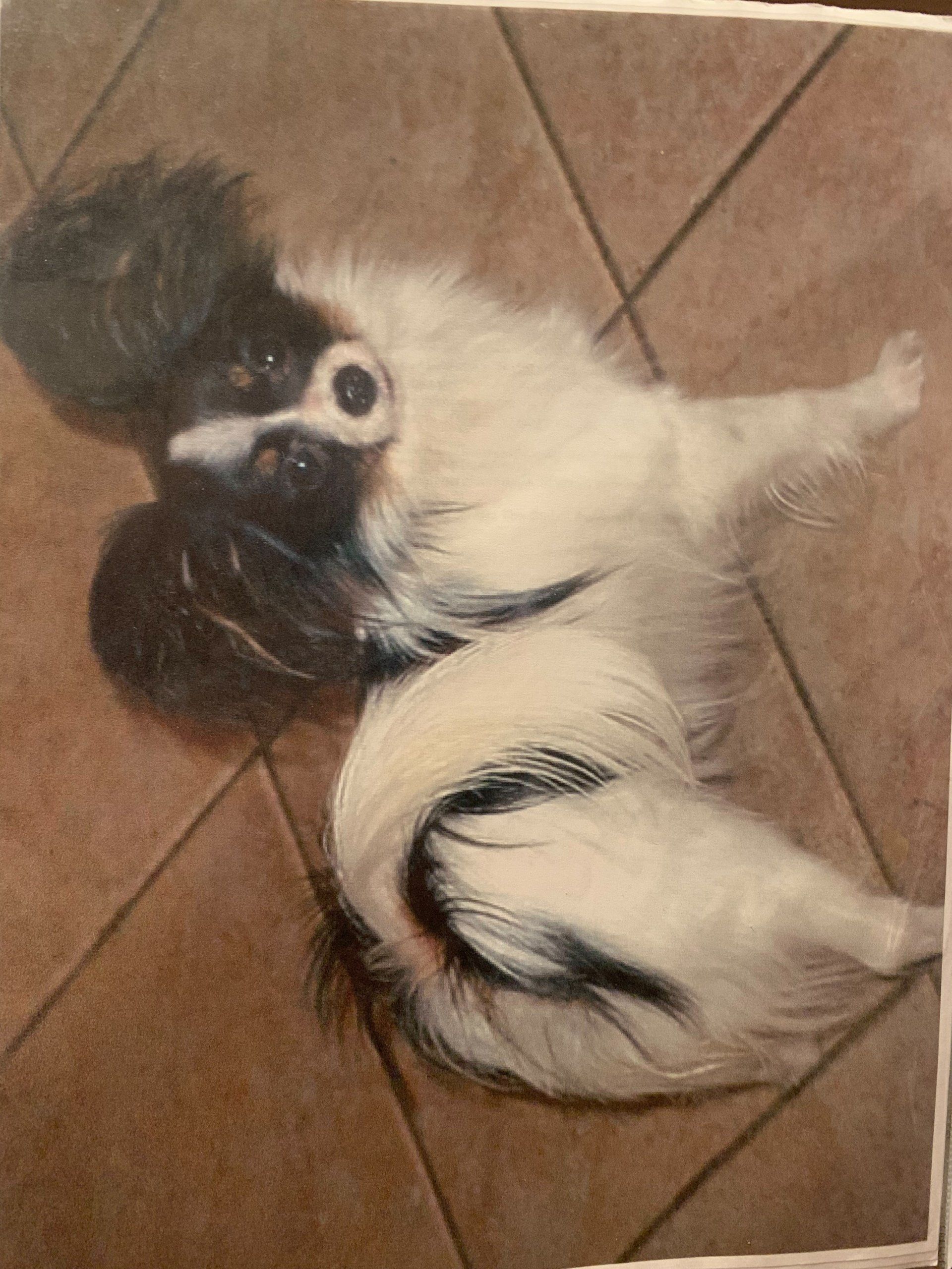 A black and white Papillon dog lies on its back on a tiled floor. The dog has long, feathery ears and a fluffy tail.