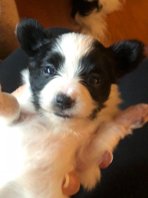 Fluffy black and white puppy held up, looking at the camera with a curious expression.