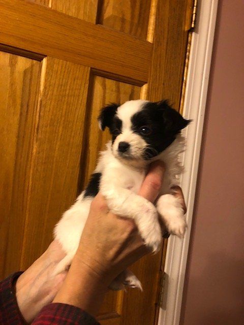 A small, fluffy puppy with black and white markings is held up in a person's hands. It has a curious expression.