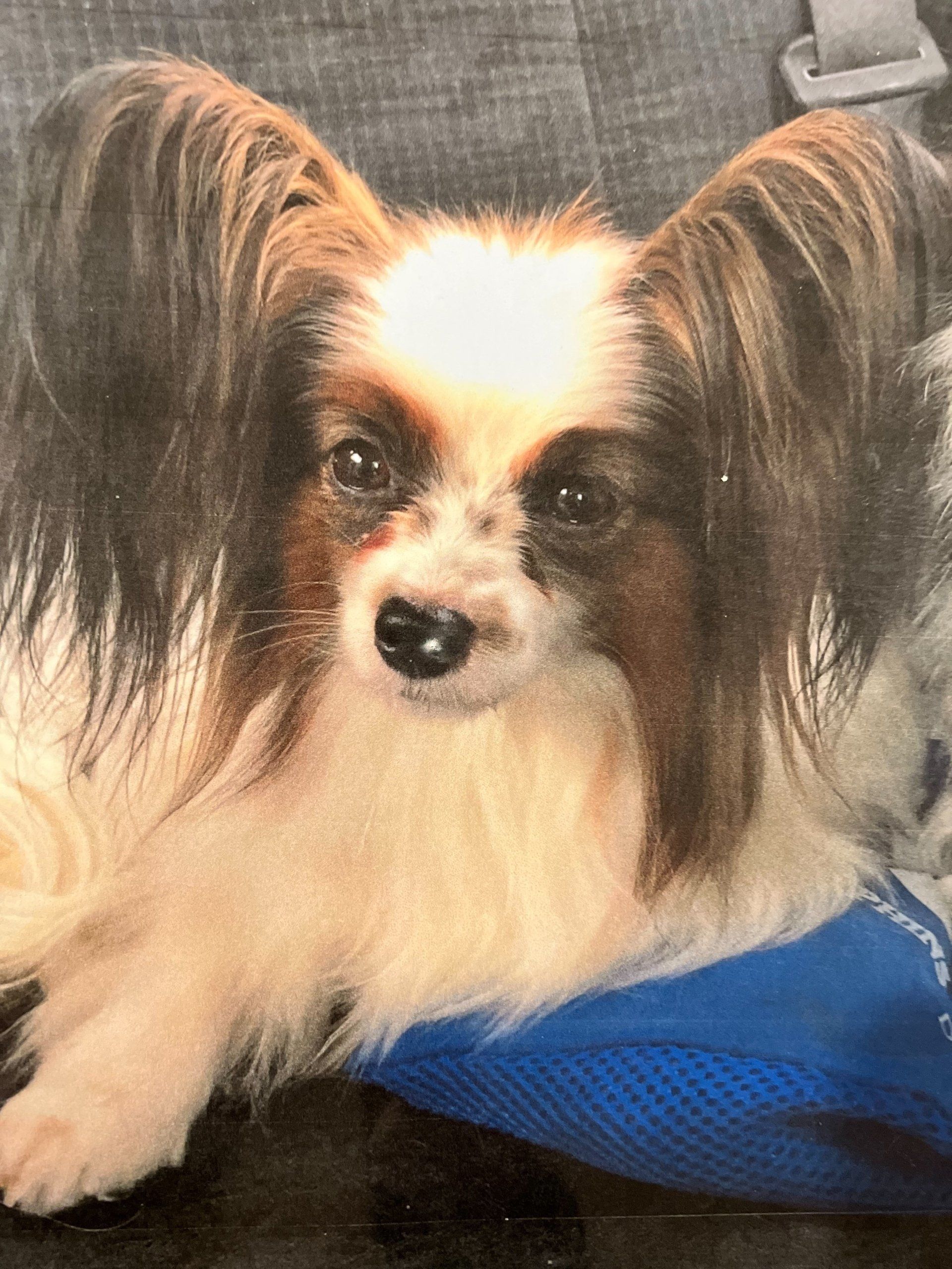 Papillon dog with long, fringed ears, white and brown fur, looking at the viewer; resting on a blue surface.