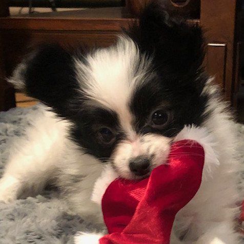 Black and white Papillon puppy chews a red Christmas stocking; seated on a gray blanket.