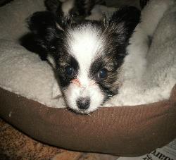 Papillon puppy