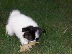 Papillon puppy