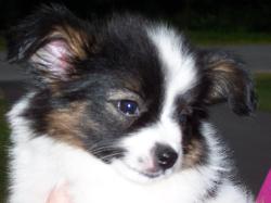 Papillon puppy
