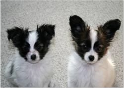 Papillon puppies