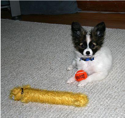 Papillon puppy