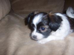 Papillon puppy