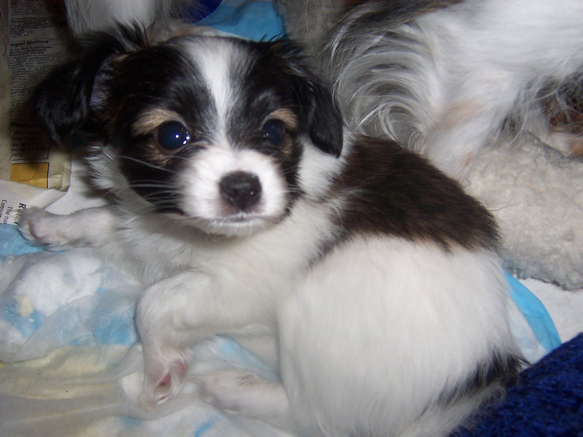 Papillon puppy