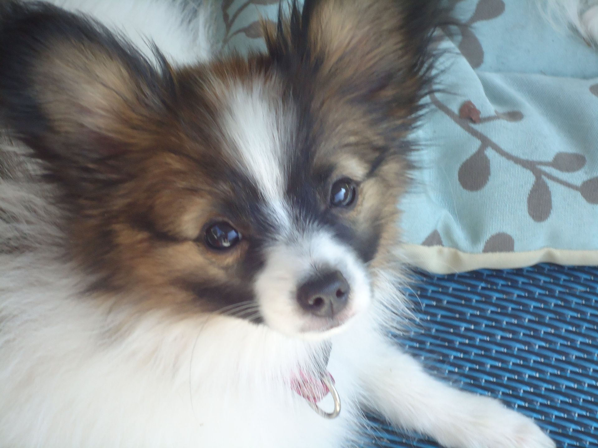 Papillon puppy