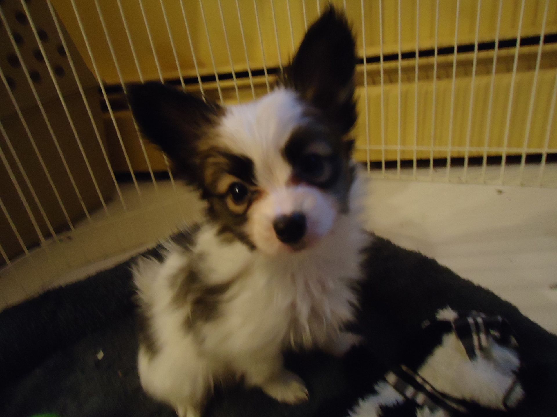 Papillon puppy