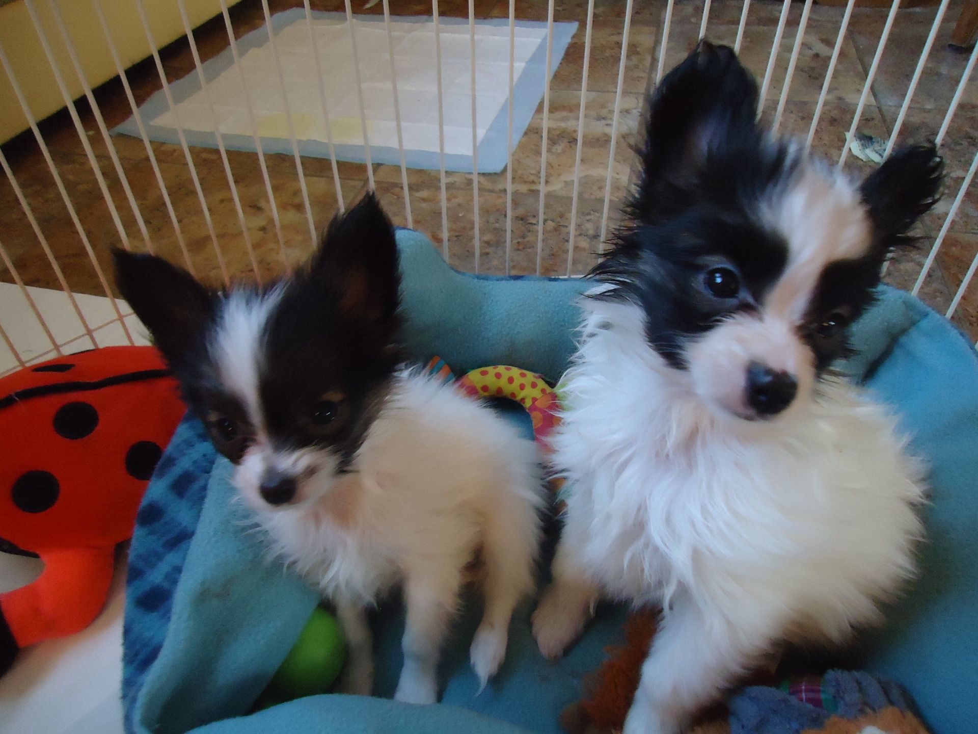 Papillon puppies