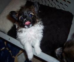 Papillon puppy