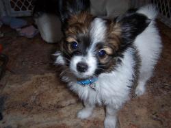 Papillon puppy