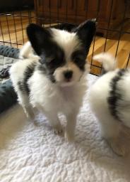 Papillon puppy