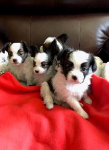 Papillon puppies