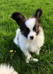 Papillon puppies
