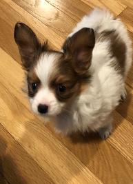 Papillon puppy
