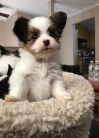 Papillon puppy