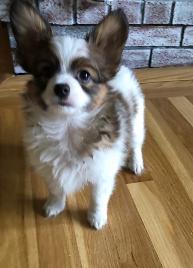 Papillon puppy