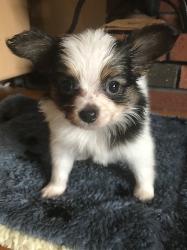 Papillon puppy