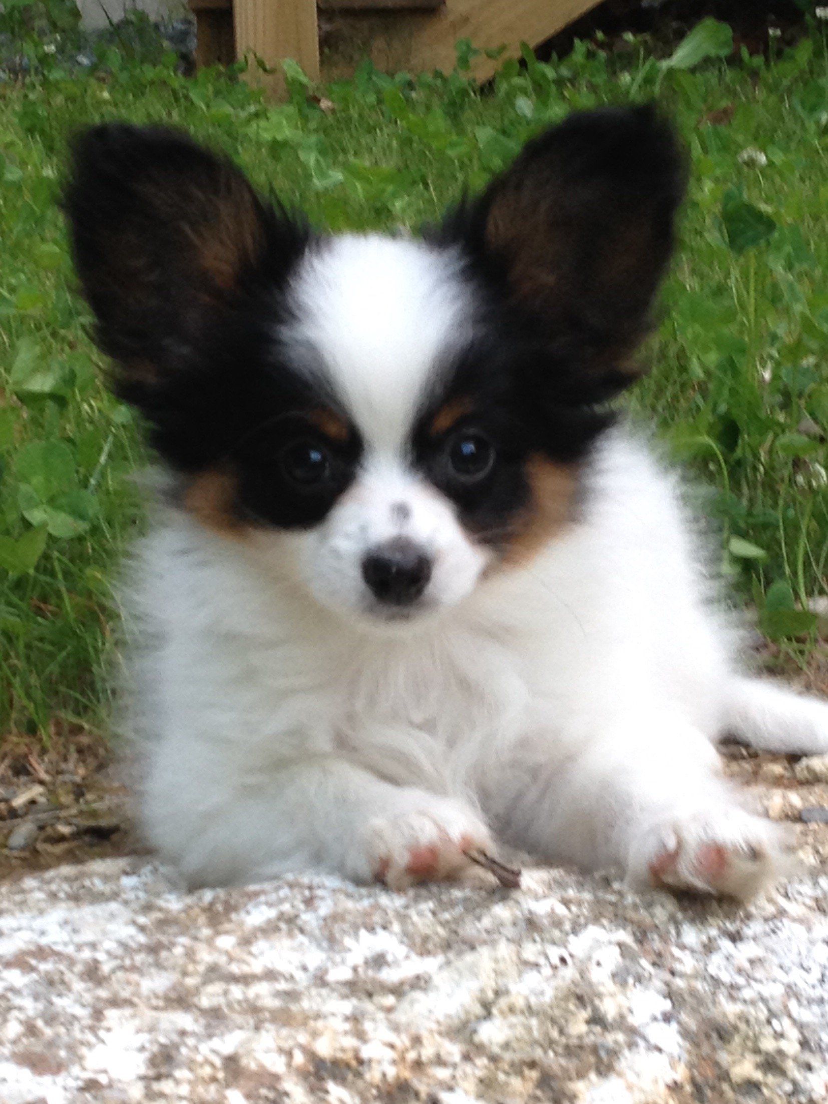 Papillon puppy
