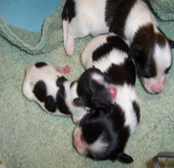 Papillon puppies
