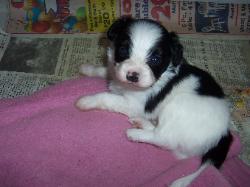 Papillon puppy