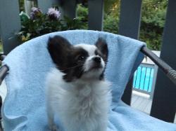 Papillon puppy