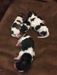 Papillon puppies