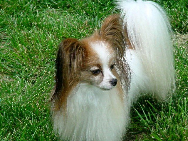 Olaf's Sire- GCH - 