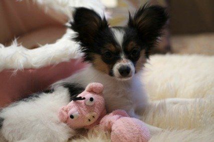 Papillon puppy