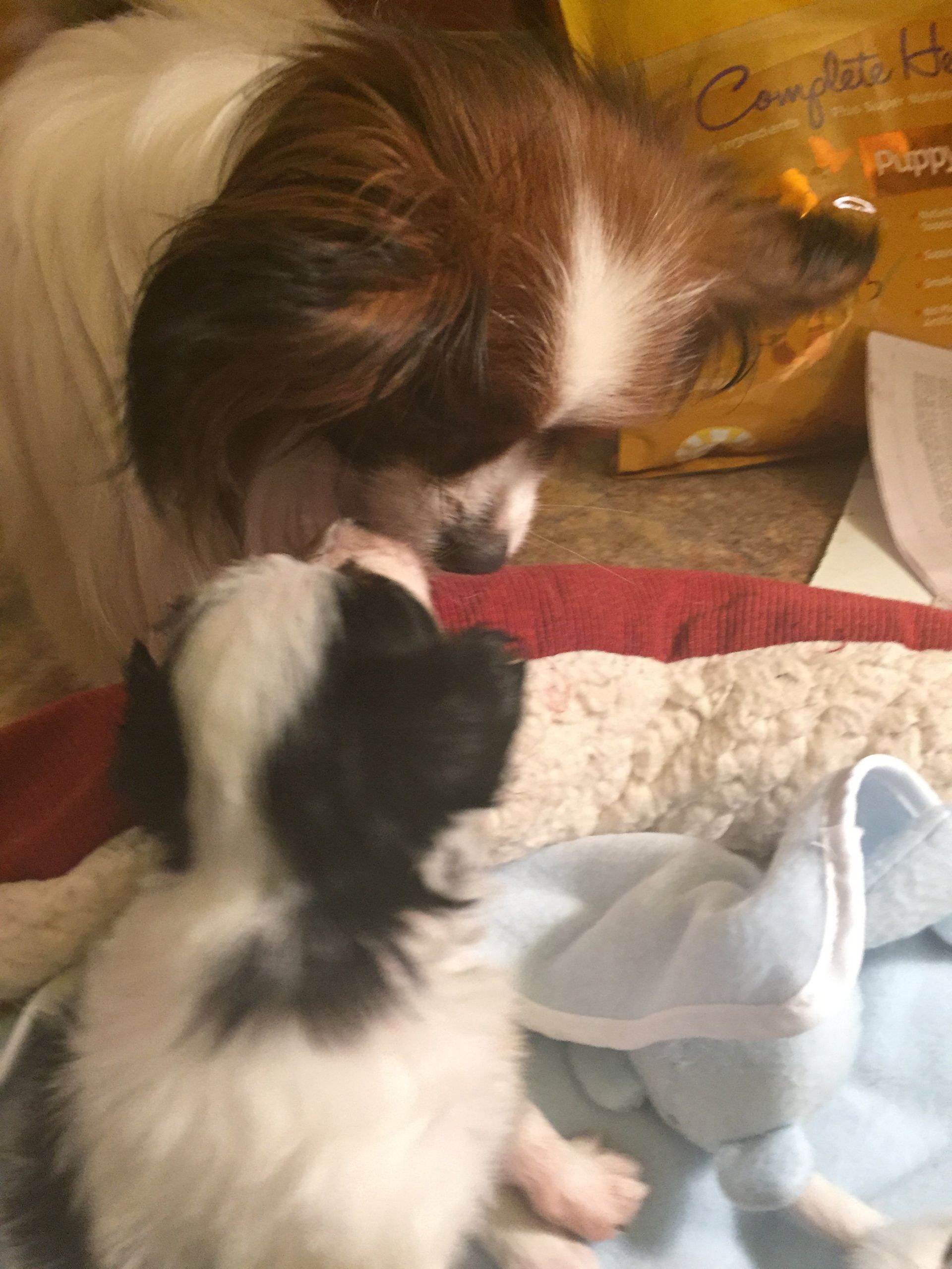 Papillon puppy