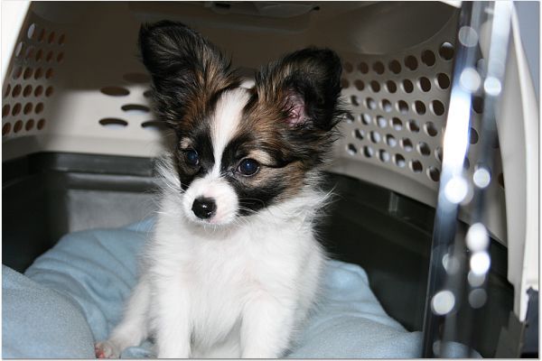Papillon puppy