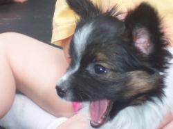 Papillon puppy