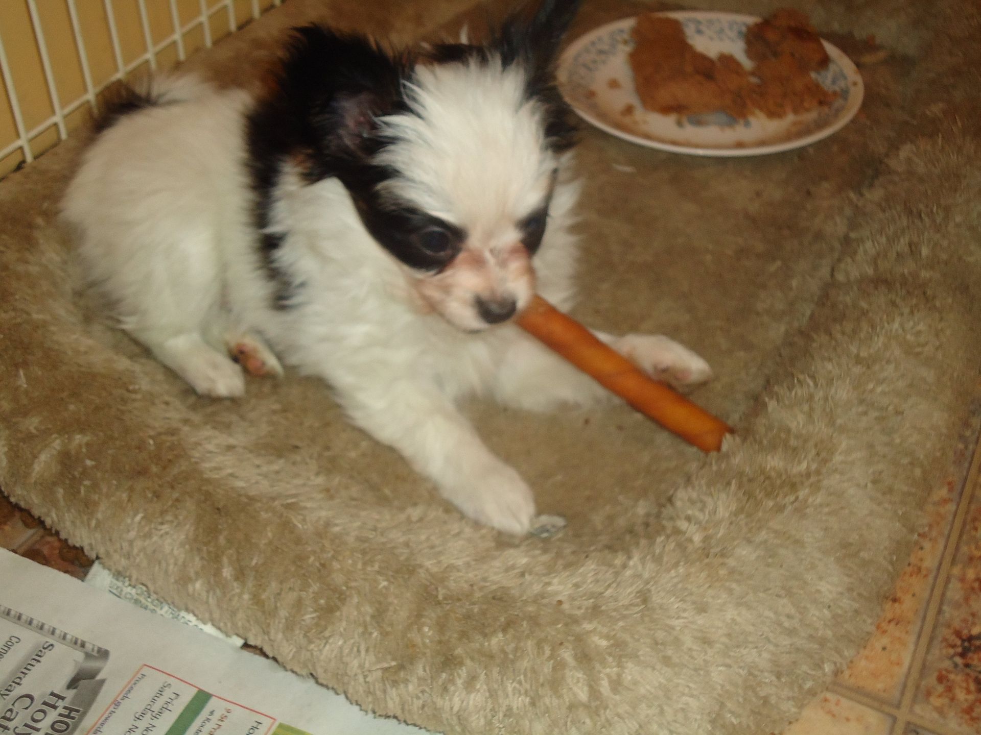Papillon puppy