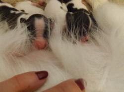 Papillon puppies