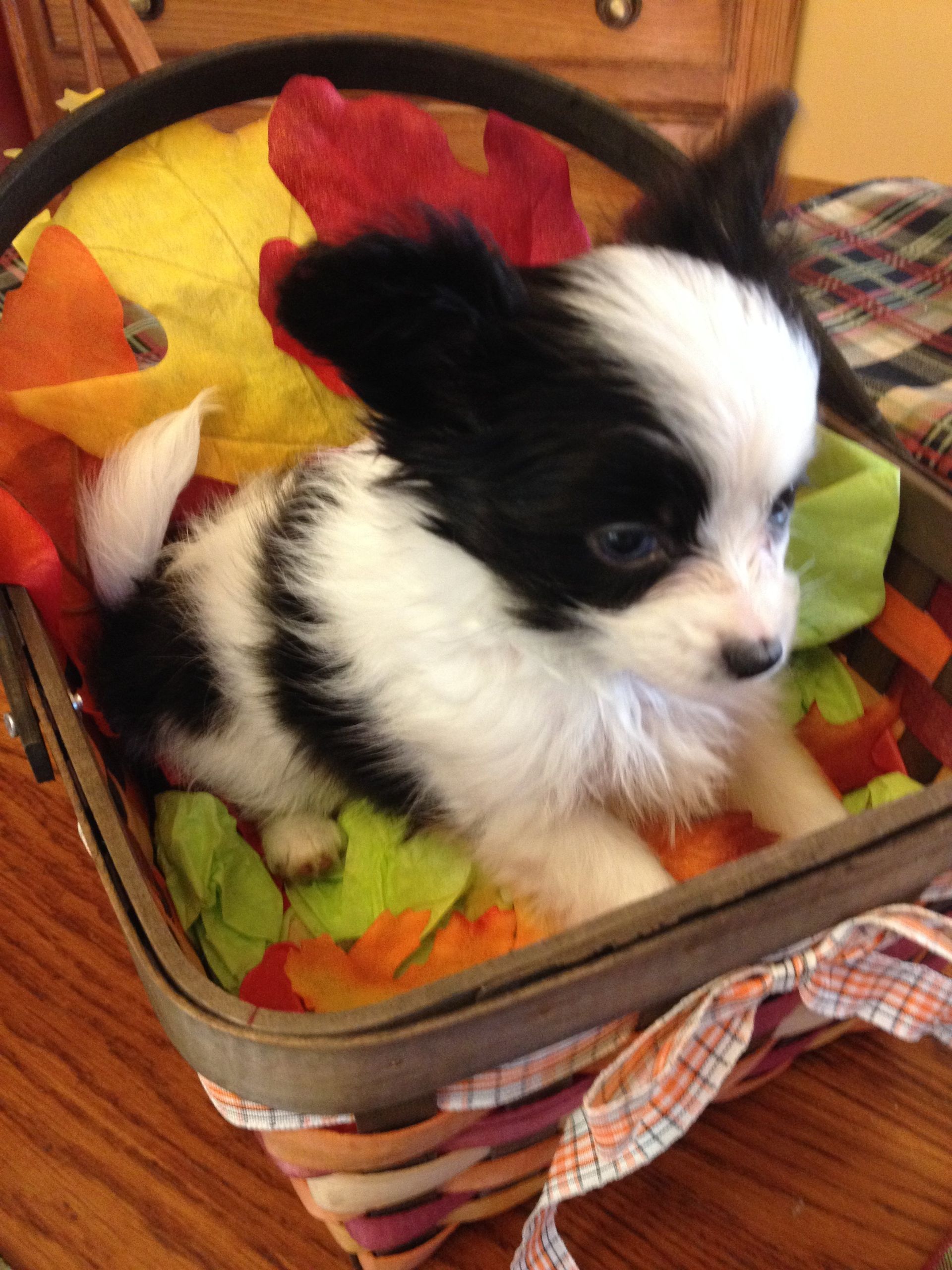 Papillon puppy