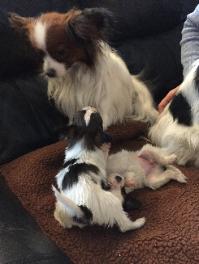 Papillon puppies