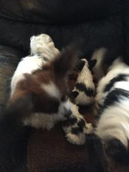 Papillon puppies