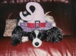 papillon with a funny hat
