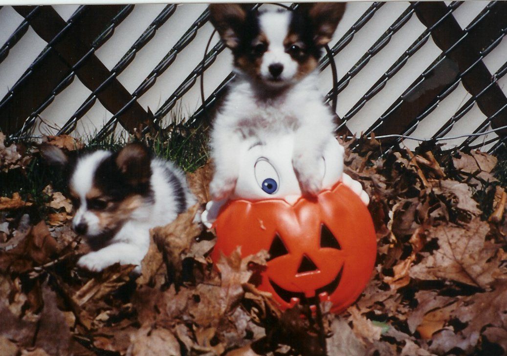 Papillon puppies with a jack-o-lantern