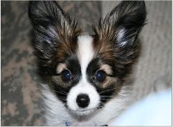 Papillon puppy