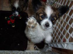 Papillon puppy