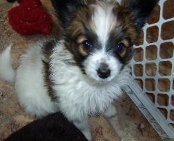Papillon puppy