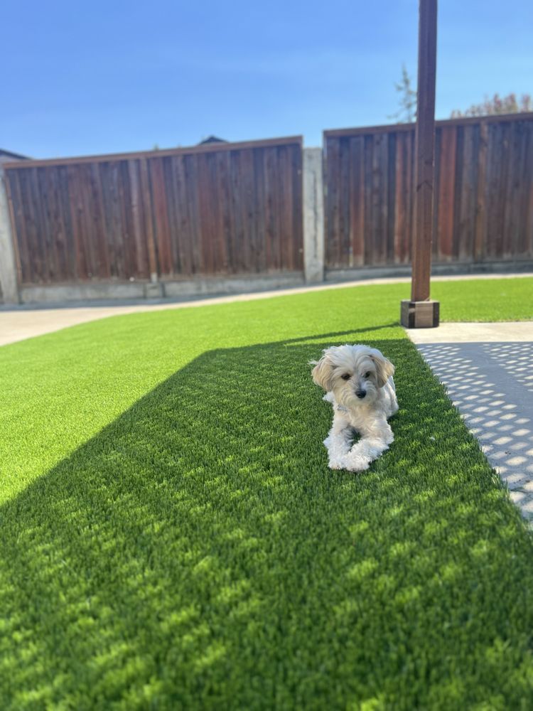 Small fluffy dog laying on green artificial turf in a sunny backyard.